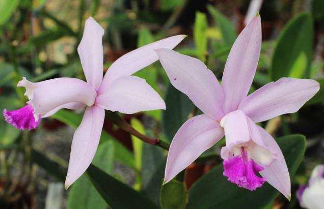 Nova edição do evento Orquídea no Jardim Botânico