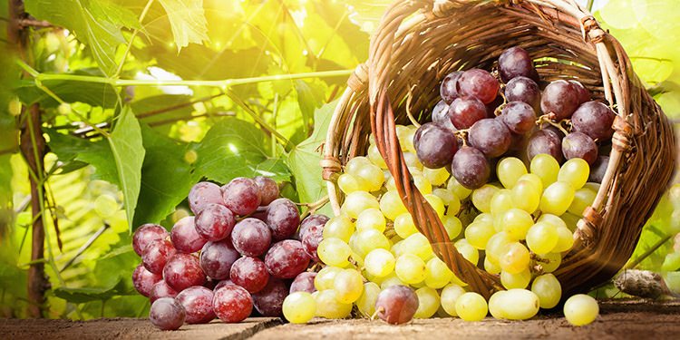 foto tipos de uvas