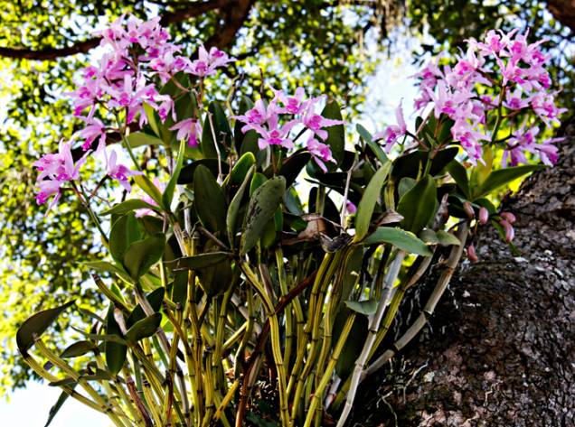 Nova edição do evento Orquídea no Jardim Botânico Nova edição do evento Orquídea no Jardim Botânico