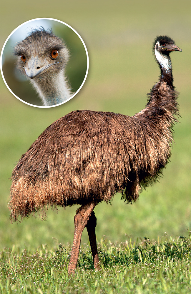 Emu: o novo bichinho de estimação