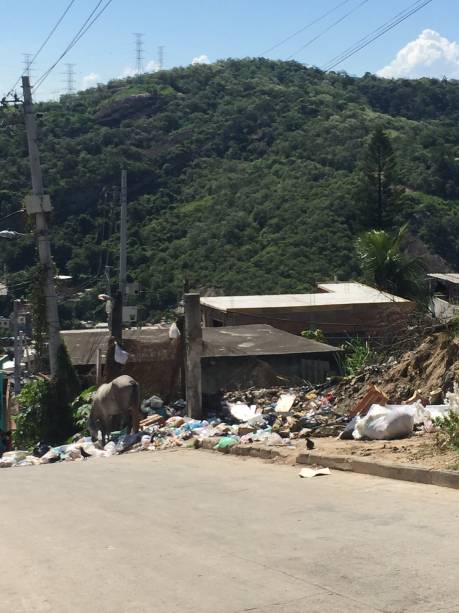 Animais e lixo espalhado mostram o abandono no Complexo do Alemão