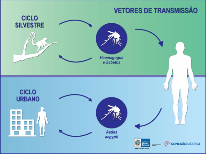 ciclo-vetores