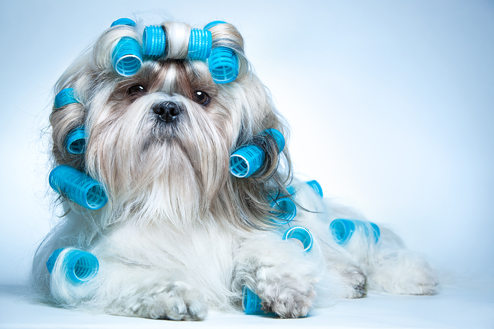 Shih tzu dog