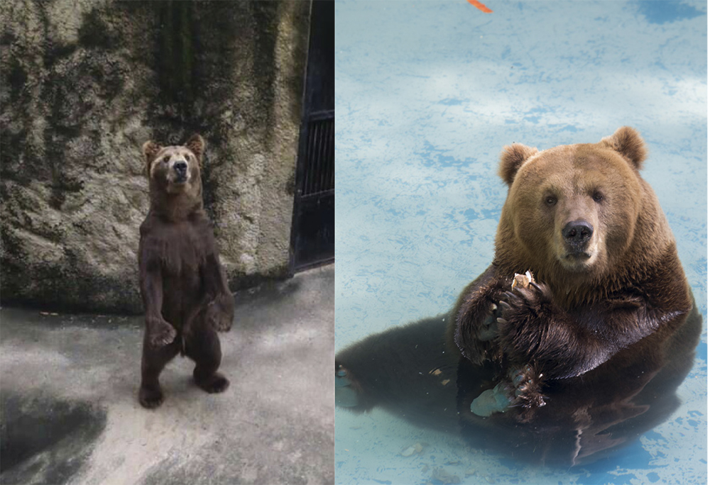 Urso Zé Colmeia