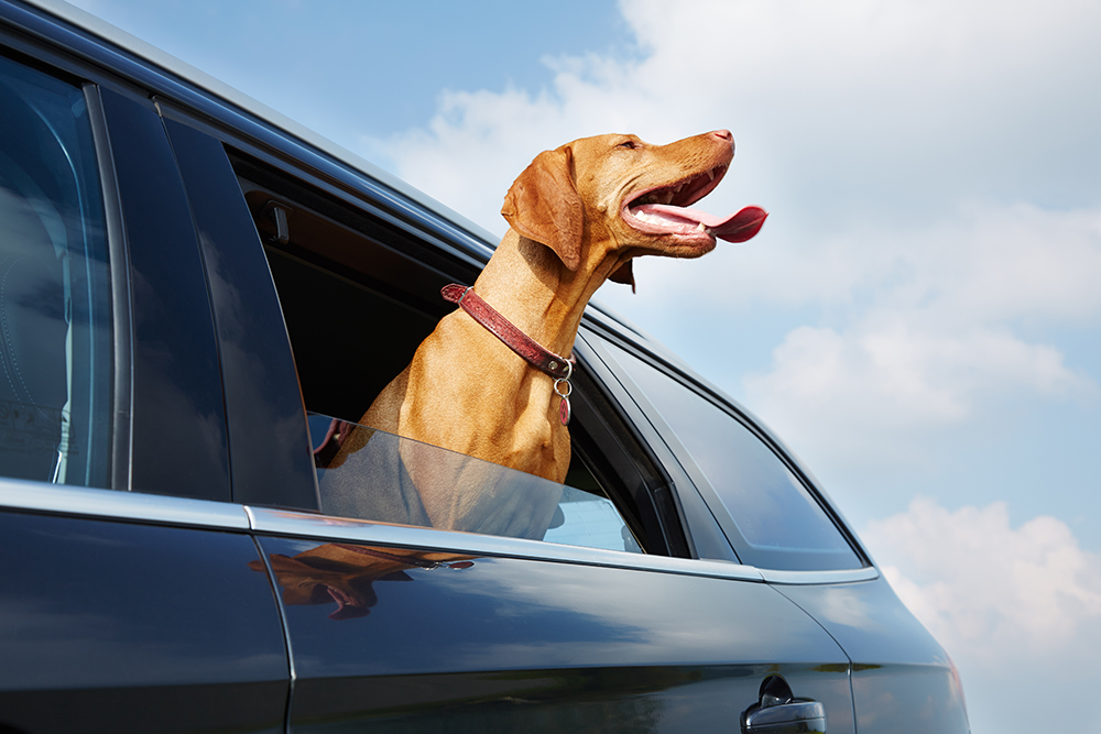 Cachorro carro