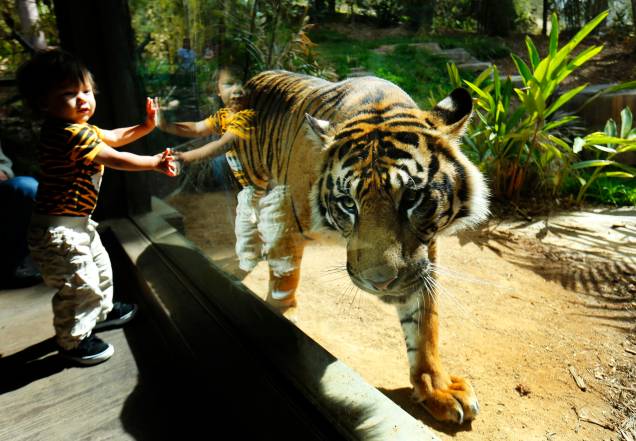 No Zoo de San Diego: novo conceito de ambientação e visitação No Zoo de San Diego: novo conceito de ambientação e visitação