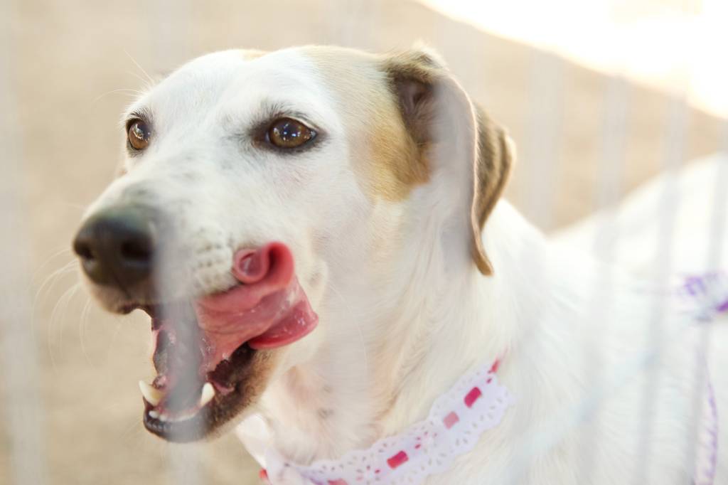 Largo do Machado recebe feirinha de adoção pet neste sábado (12)