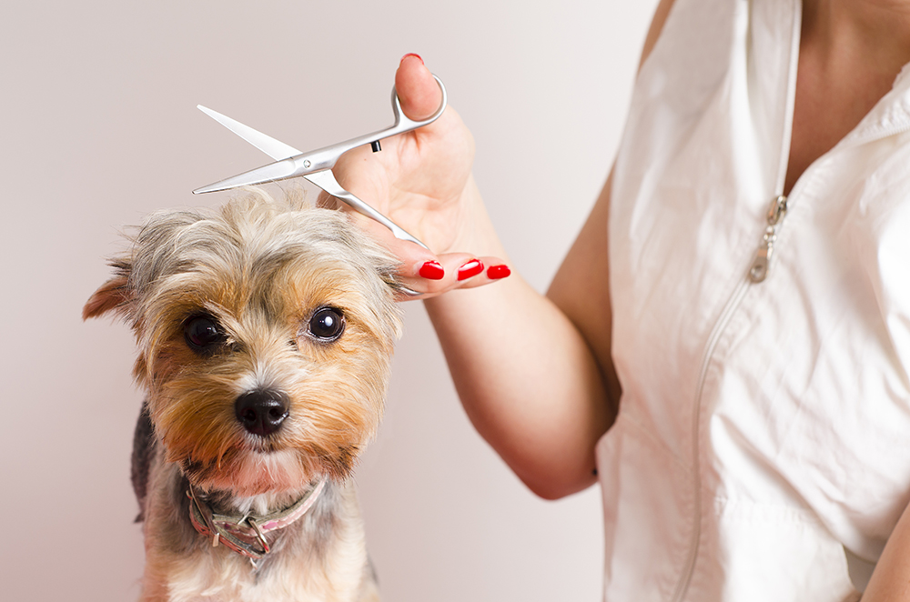 Dog getting groomed at professional salon