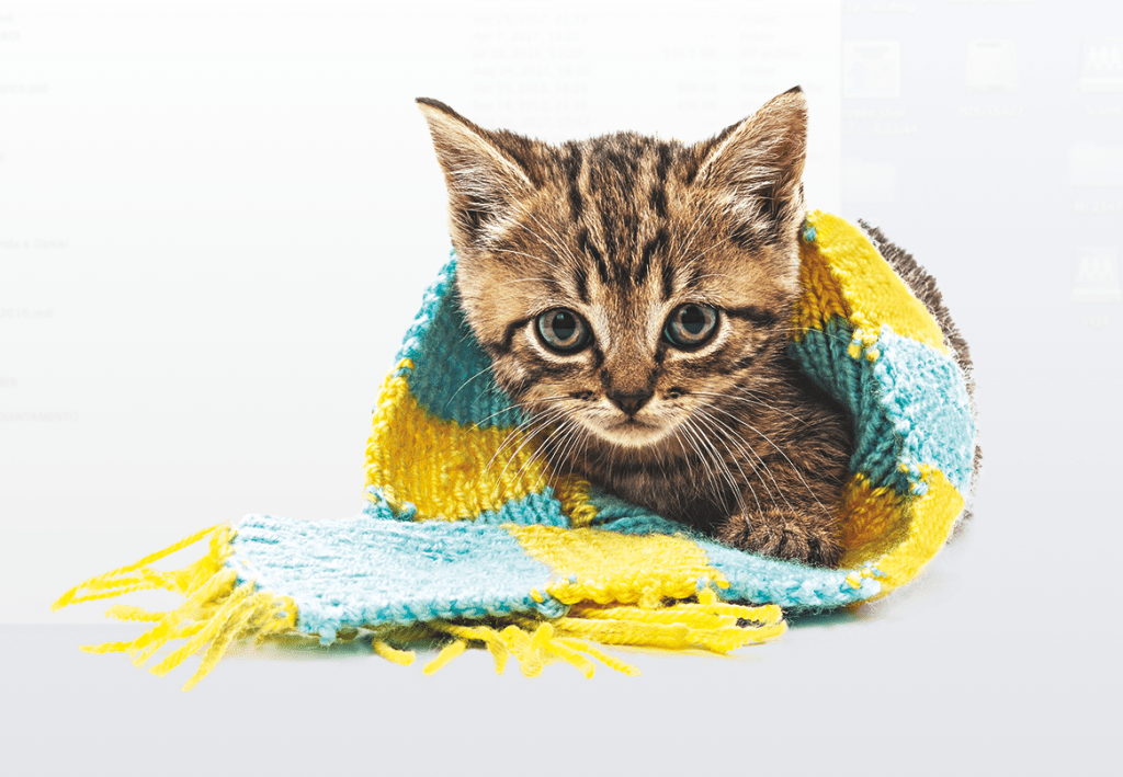 Empresa cria nebulizador para animais de estimação