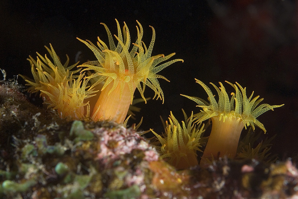 Espécie de coral invasora é removida do litoral brasileiro