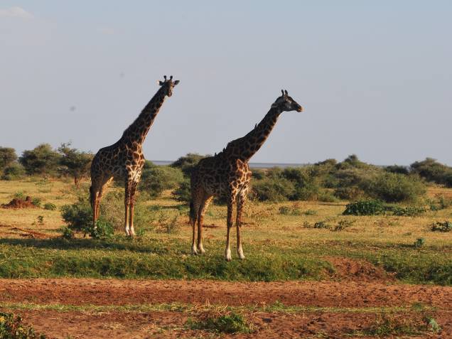 O parque Serengeti