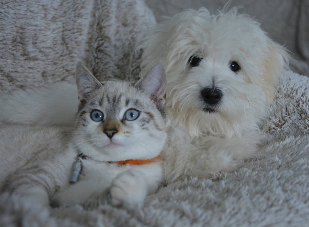 Foto mostra gato e cachorro