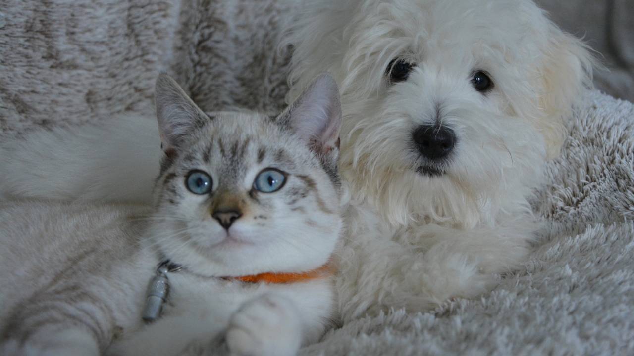 Foto mostra gato e cachorro