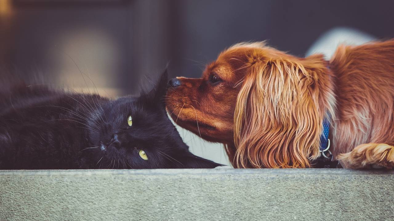 cachorro-gato