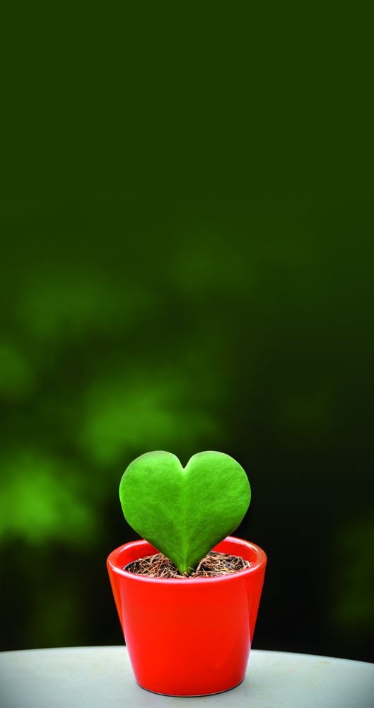 Planta-coração vira sucesso entre jardineiros