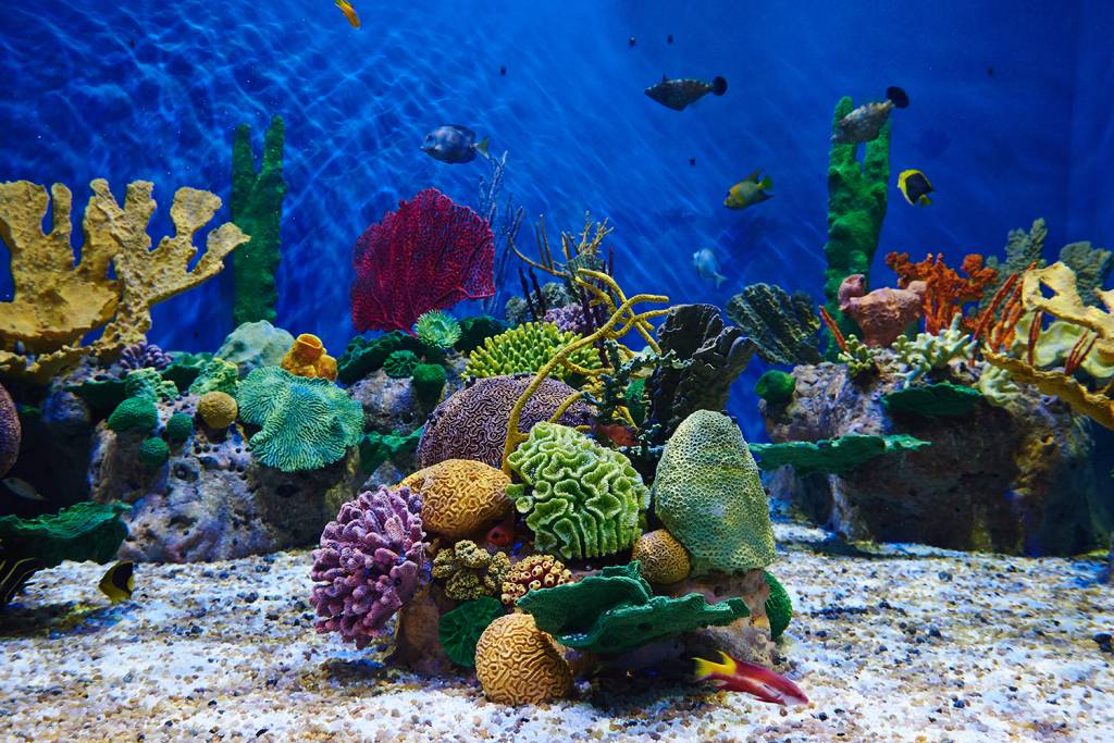 Peixes em coral no AquaRio