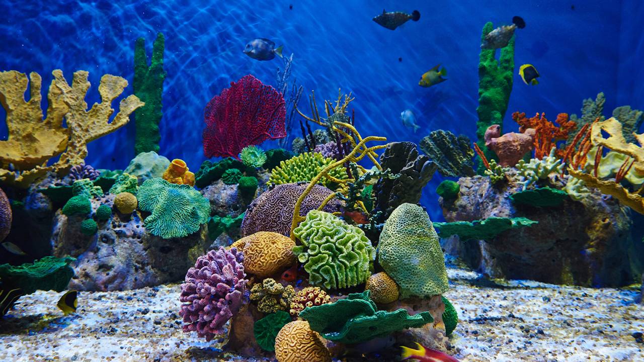 Peixes em coral no AquaRio