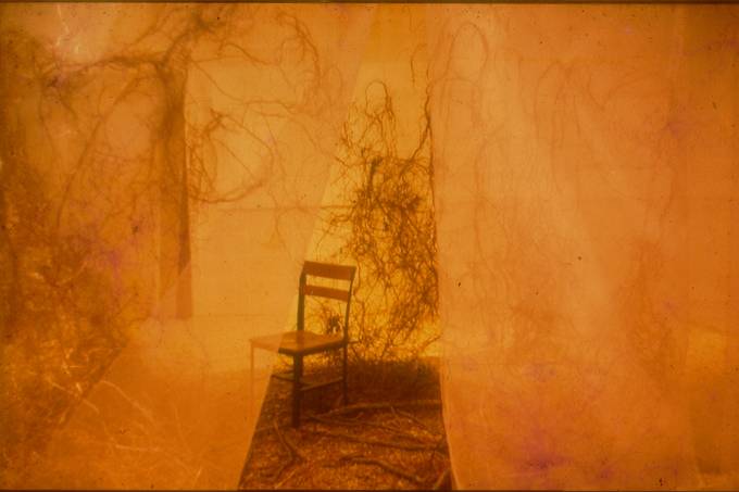 Hélio oititica Hélio oititica