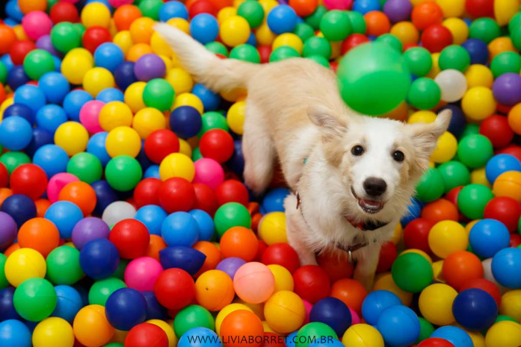 Pet Park Pet Park
