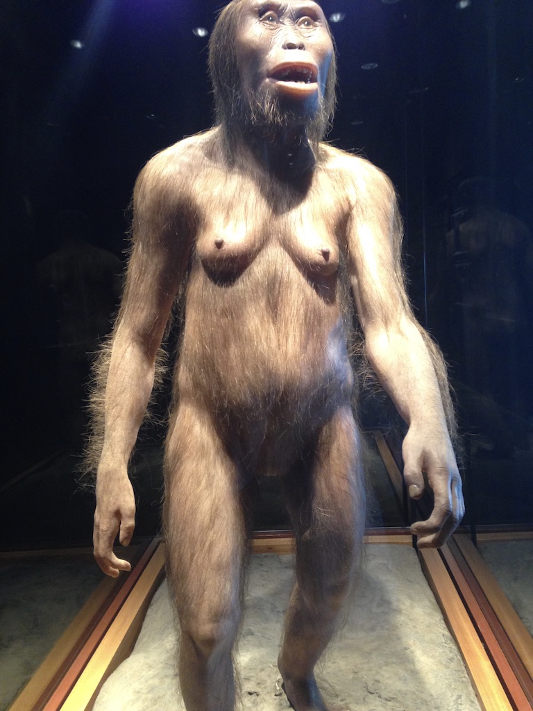 imagem de Lucy no museu antropológico
