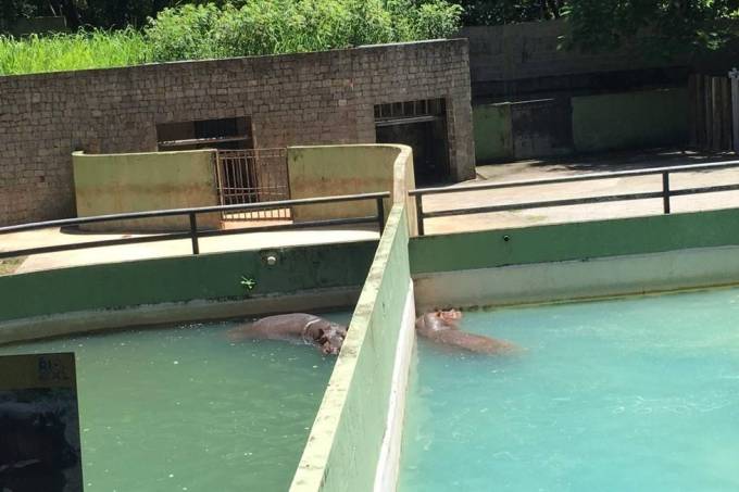Hipopótamos no Zoológico do Rio