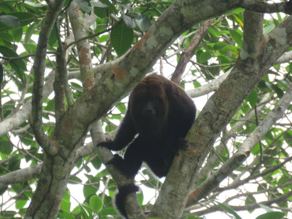 Quarentena: sem humanos por perto, animais silvestres saem da toca no Rio