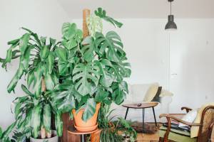 Plantas em casa – decoração
