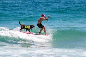 20141216 Bonosurfdog ©Clever Barbosa @B2CFotos EDIT