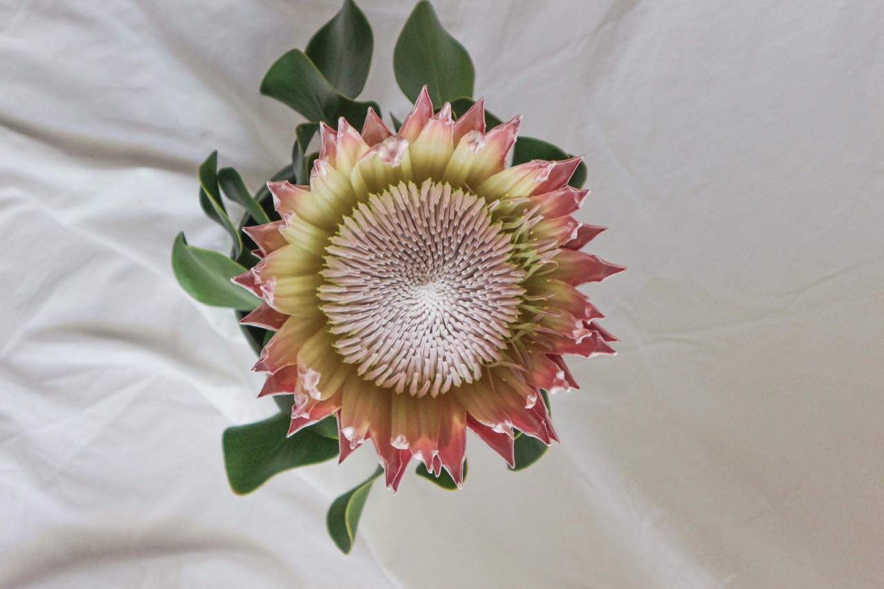 Protea – a flor que é o contrário de tudo que se espera de uma flor! | VEJA  RIO