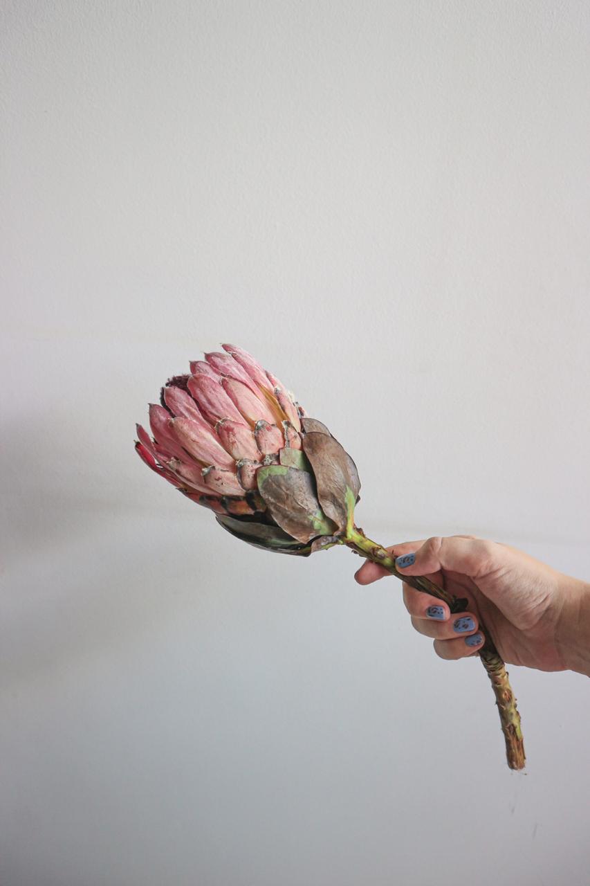 protea-eximia-2 protea-eximia-2