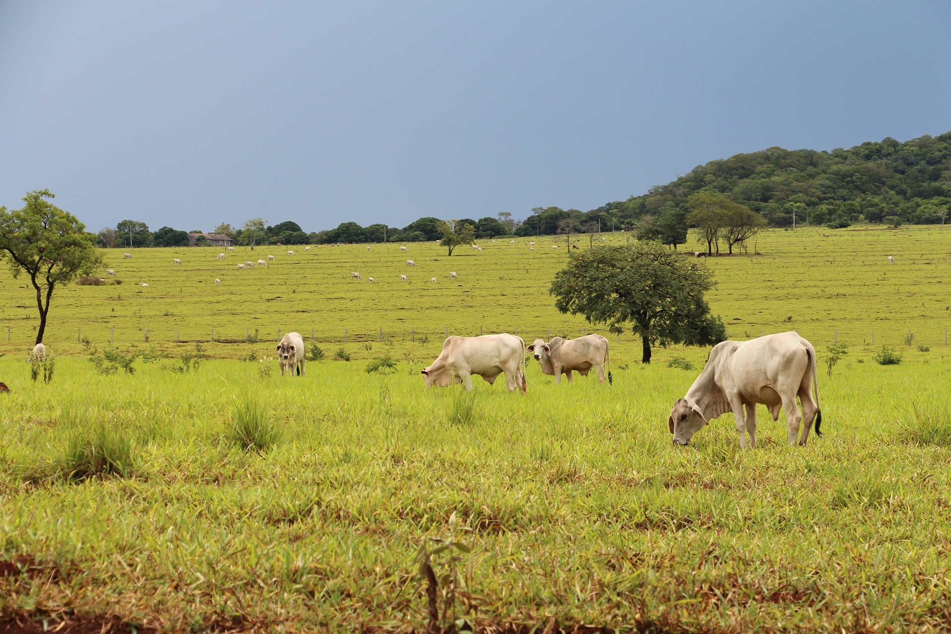 Agopecuária – Pixabay – Mauro Segura
