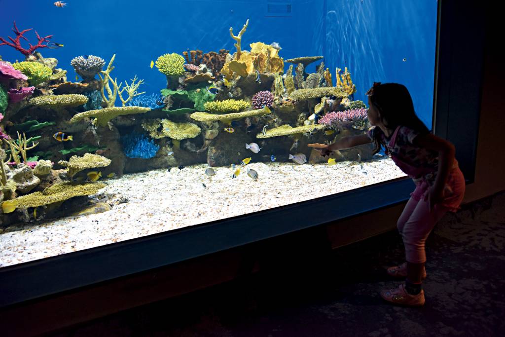 criança em frente a um dos aquários do AquaRio. Há corais em tons de rosa, azul e amarelo na foto e peixinhos pequenos, de várias cores