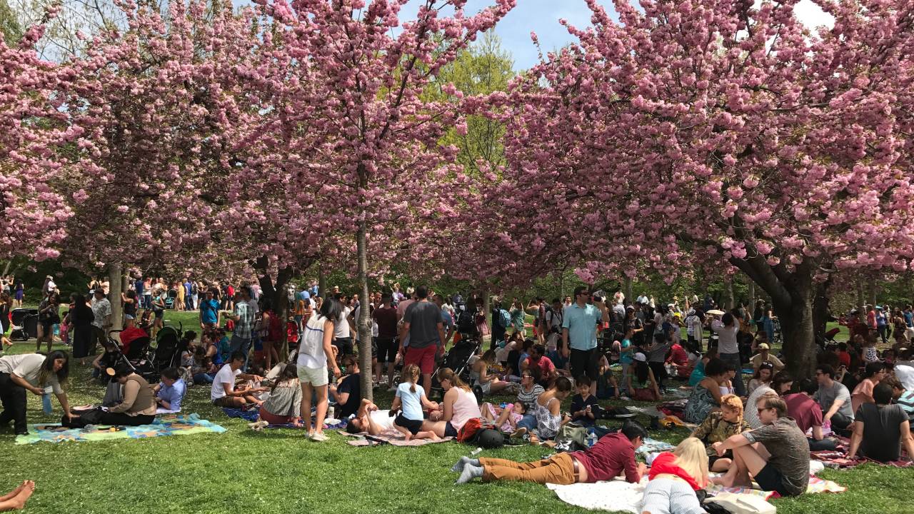 Festival das cerejeiras no Brooklyn, ritual importado do Japão