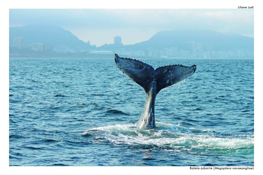 Cauda de baleia jubarte no mar de Ipanema