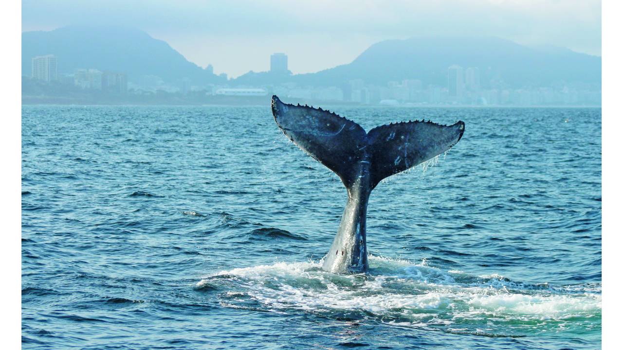 Cauda de baleia jubarte no mar de Ipanema