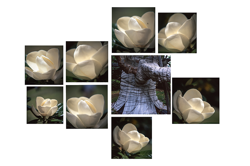 Miguel Rio Branco – Camelias e elefante – 255x355cm poliptico – ed 3.jpg Composição de 9 fotografias de camélias e uma árvore