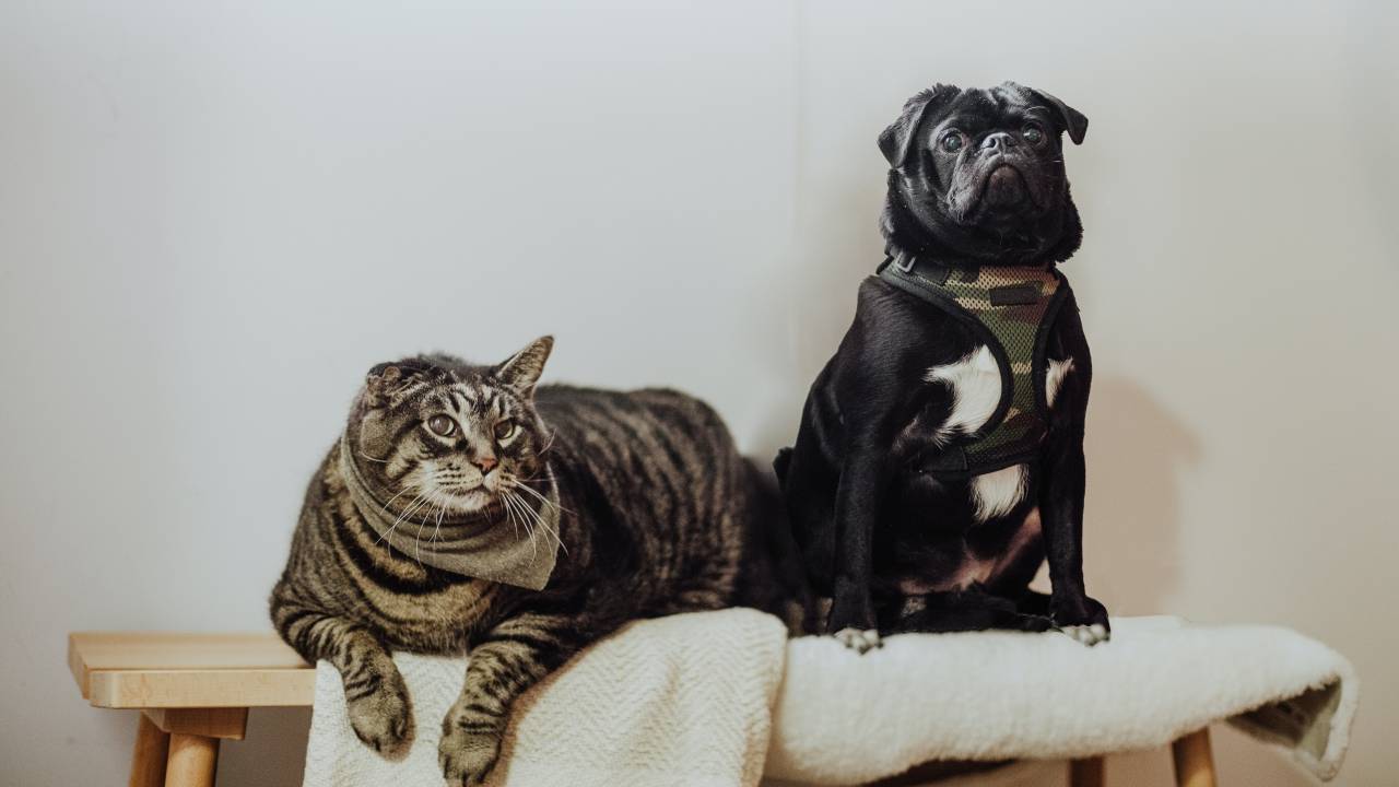 A imagem mostra cão e gato sobre assoalho