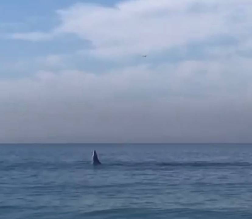 A imagem mostra uma baleia pulando para fora da água, na Praia de São Conrado