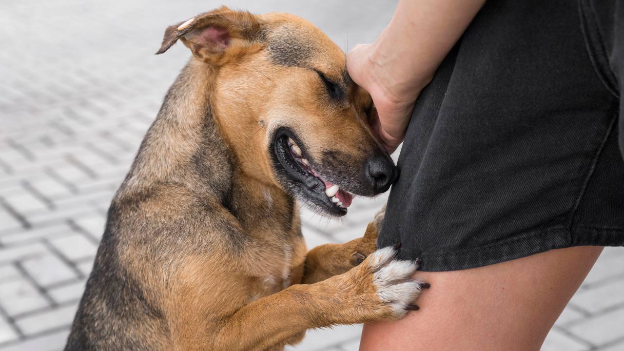 Cachorro caramelo com manchas pretas apoia patinhas e a testa em perna de mulher