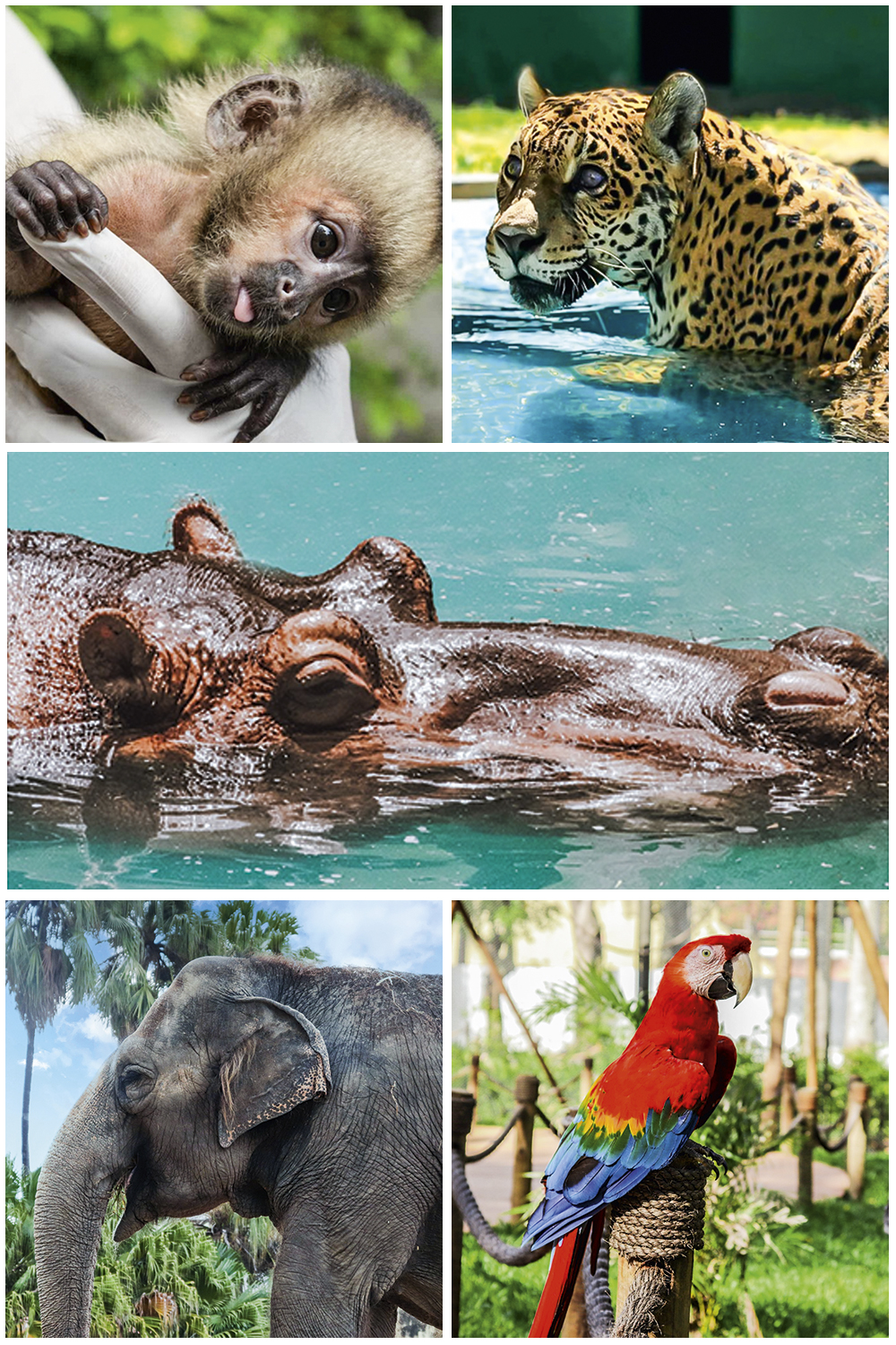 134925066_2849187358648018_7217793907801140784_o.jpg Fotos animais