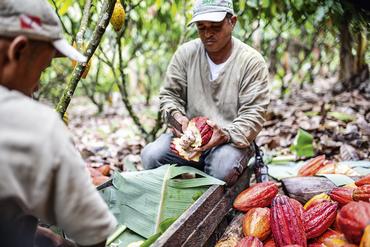 Produção própria: desde 2020, a Cacau Noir tem uma fazenda na Bahia -