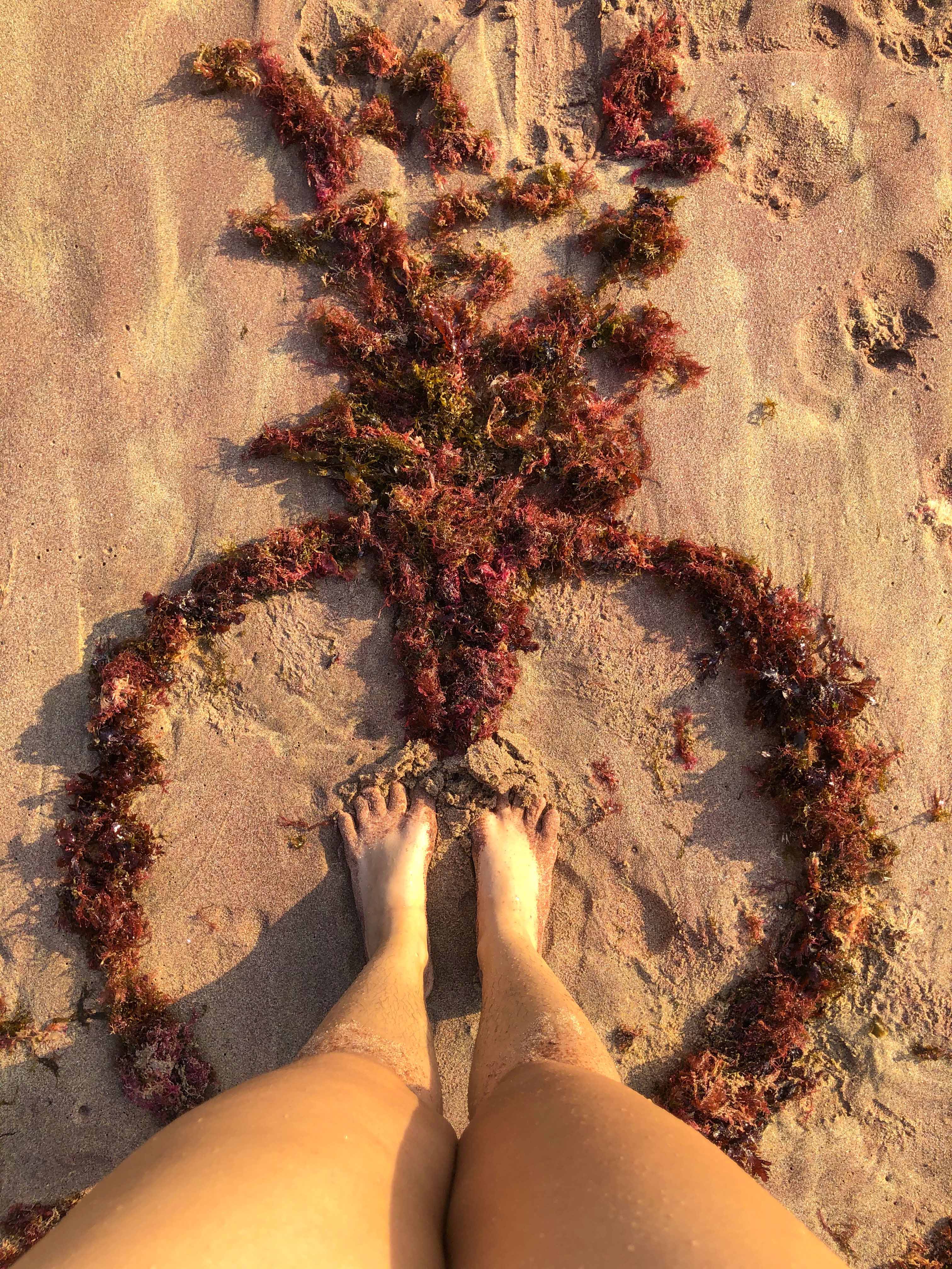 pernas de mulher na areia da praia, cercada por algas vermelhas