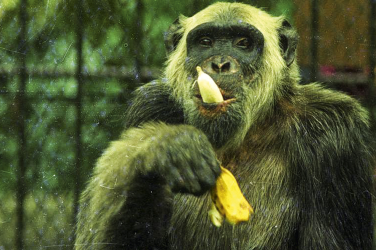 MacacoTiao-Zoologico.jpg O macaco Tião