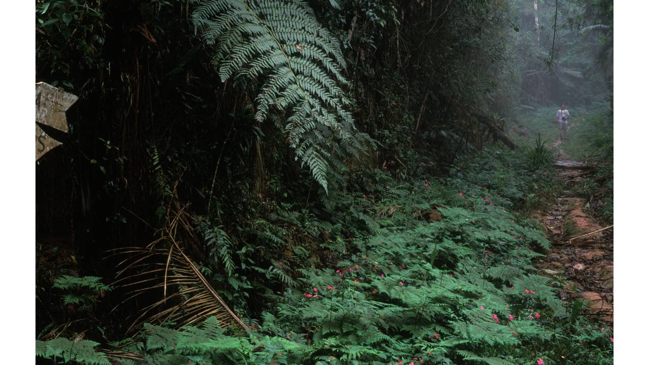 Mata Atlântica do Estado do Rio