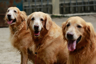 três cães da raça golden retriever