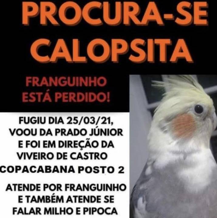 A imagem mostra o cartaz publicado nas redes pela dona de uma calopsita que fugiu; traz a foto do pássaro e informações sobre a recompensa a quem recuperá-lo