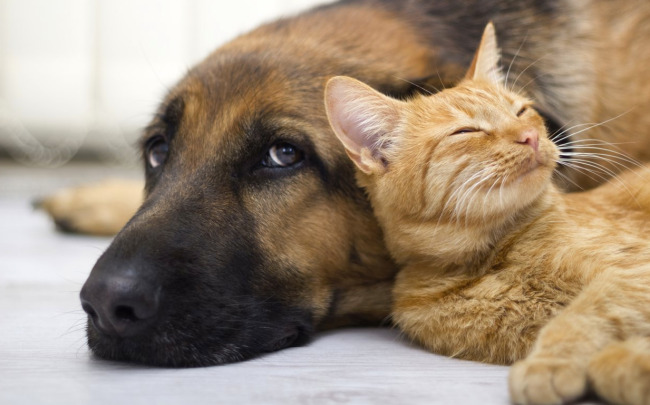 Cão e gato juntos