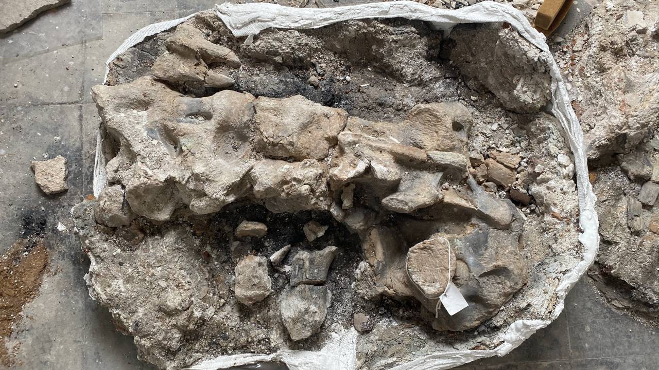 Ossos e vértebras de dinossauro do Mato Grosso encontrados em meio a escombros do Museu Nacional