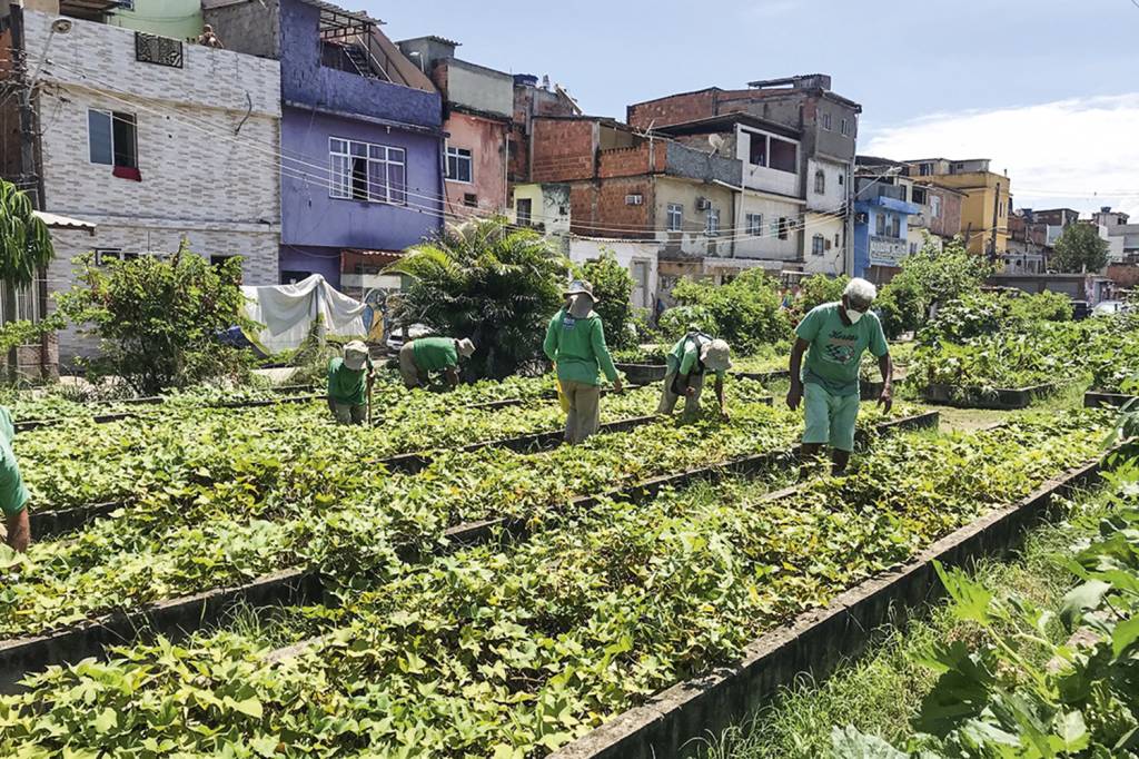 O projeto Hortas Cariocas, subordinado à Secretaria Municipal de Meio Ambiente, mantém espaços de cultivo em 49 localidades da cidade — a produção de hortaliças passou das 80 toneladas em 2020 e é toda doada em tempos de pandemia