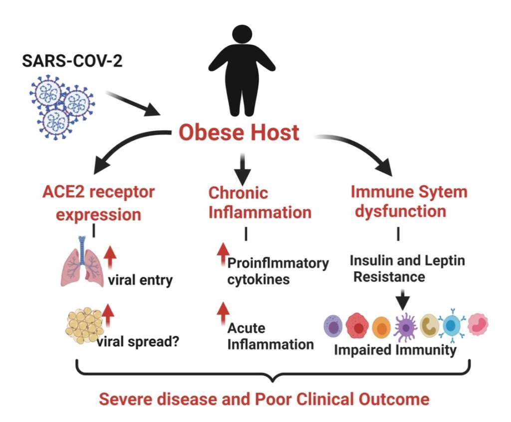 Como a obesidade pode reduzir a resposta imune à vacina Covid-19